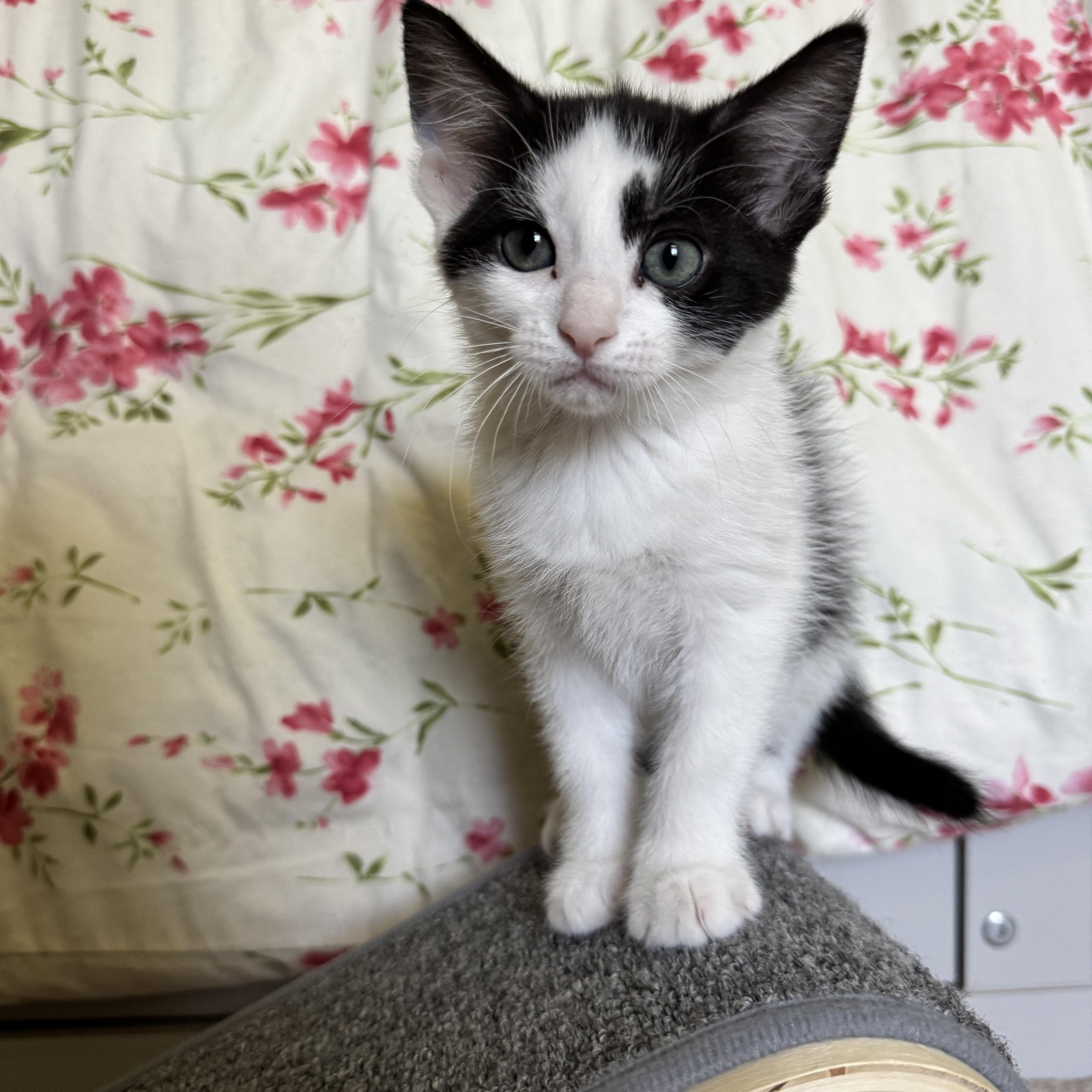 Fern, a Adoptable Domestic Medium Hair in Murphysboro, IL image 3/3