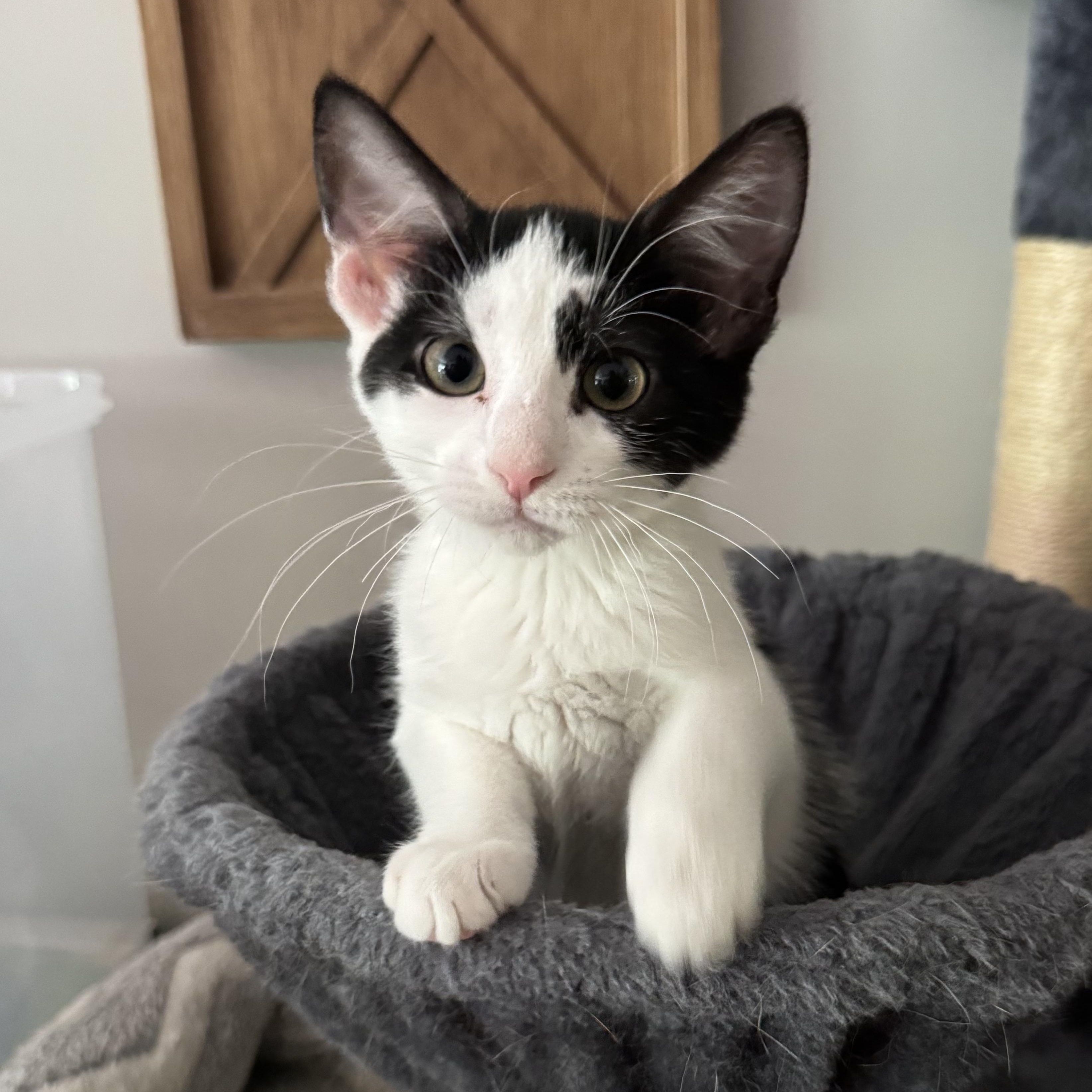 Fern, a Adoptable Domestic Short Hair in Murphysboro, IL image 3/6