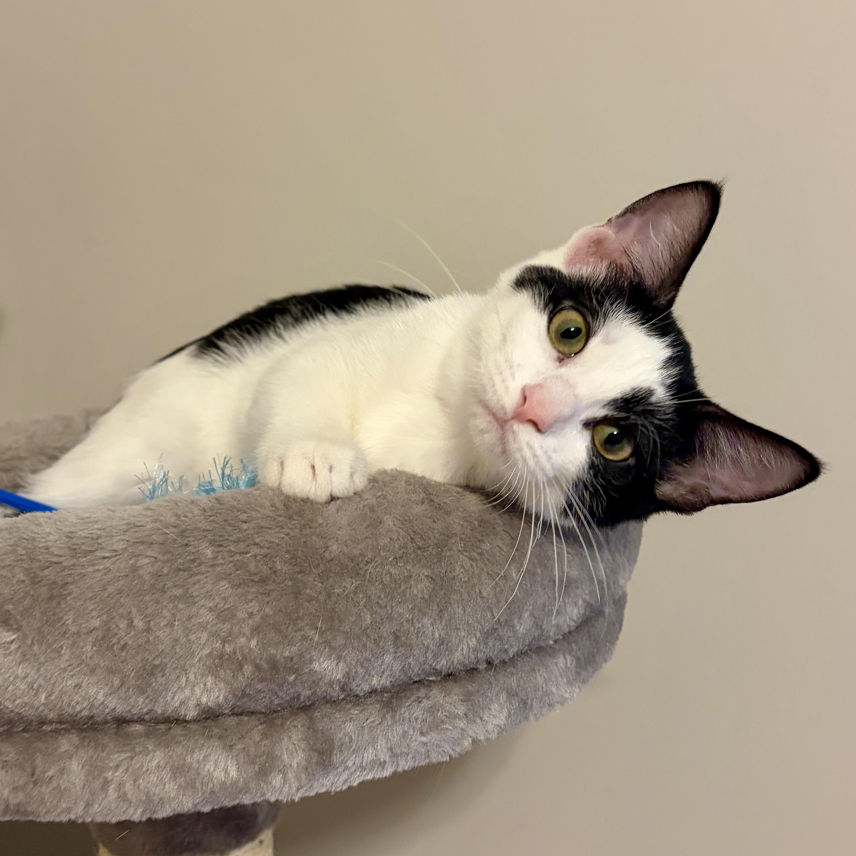 Fern, a Adoptable Domestic Short Hair in Murphysboro, IL image 1/6