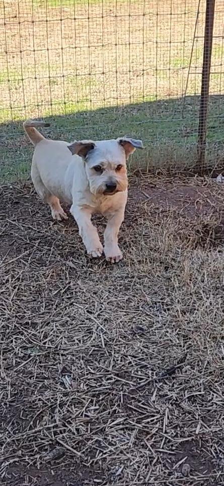 WALLY, an adopted mixed breed in Newborn, GA image 5/5
