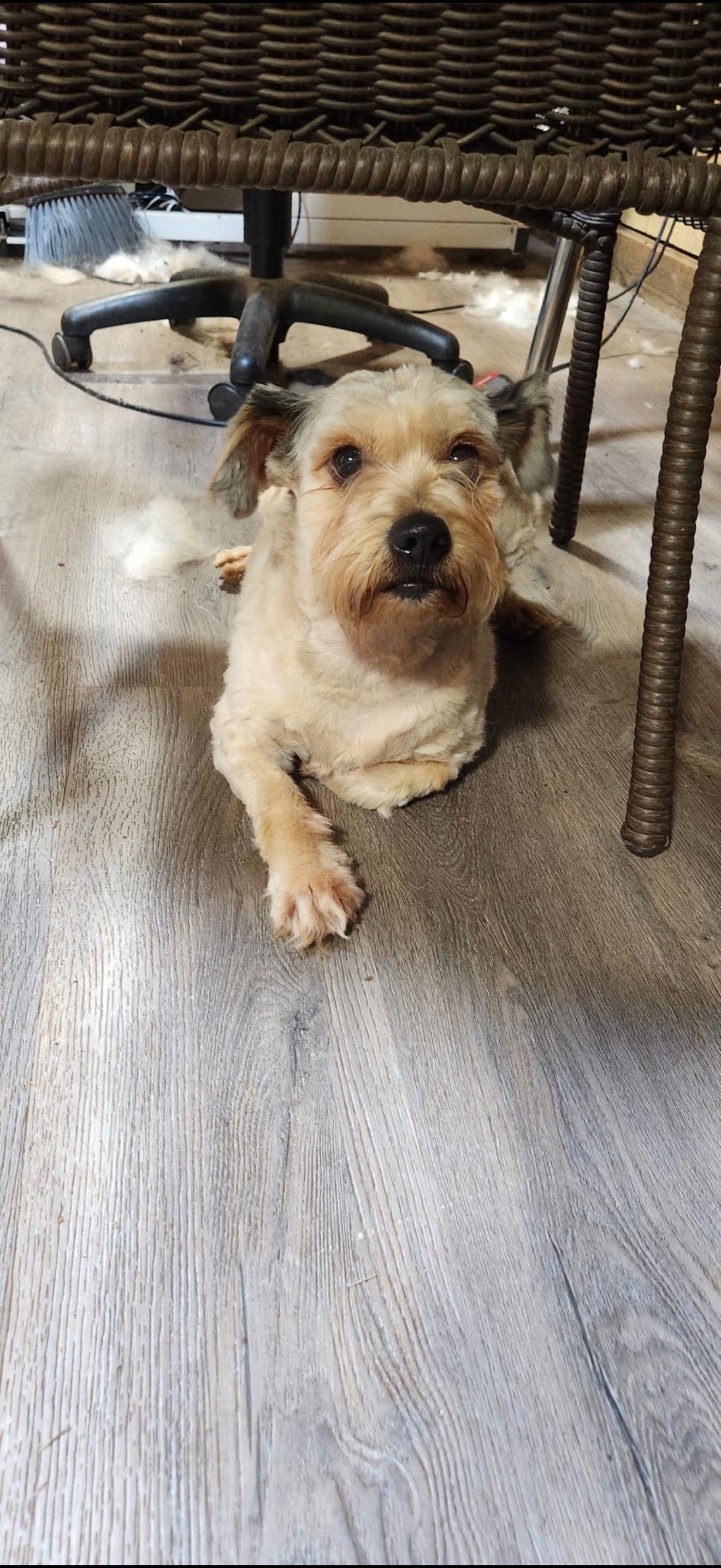 WALLY, an adopted mixed breed in Newborn, GA image 2/5