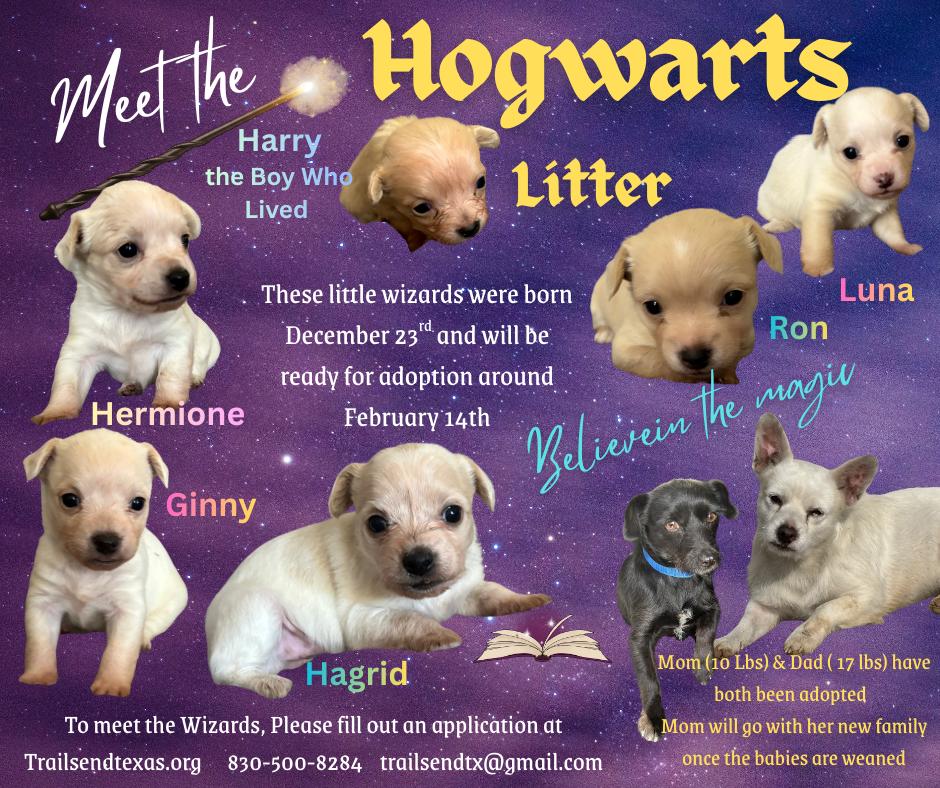 Hogwarts: Ginny, Adoptable, Puppy Male Chihuahua & Wheaten Terrier.
