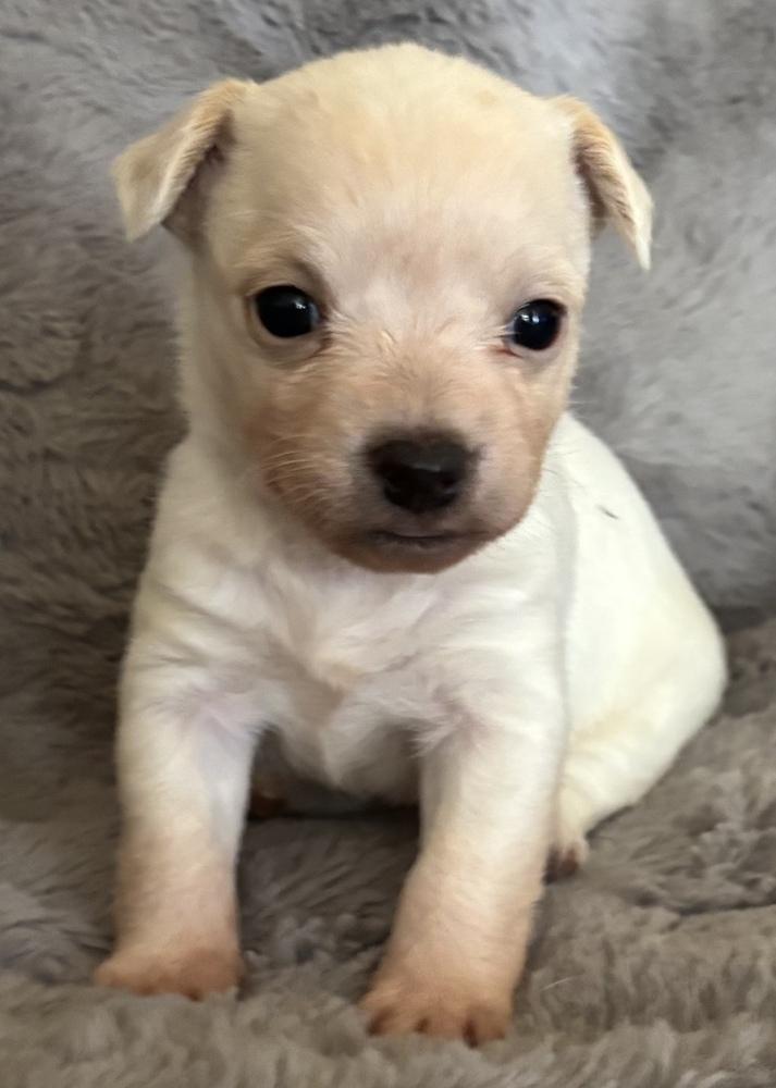 Hogwarts: Ginny thumbnail 3