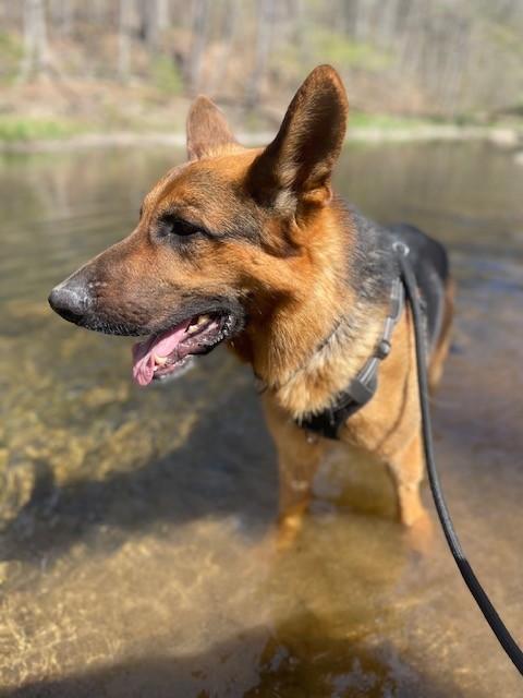 Enlarge Shep, a ADOPTABLE German Shepherd Dog in Augusta, WV image 3/6