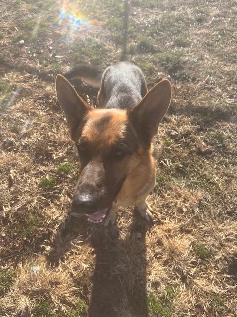 Shep, a ADOPTABLE German Shepherd Dog in Augusta, WV image 4/4