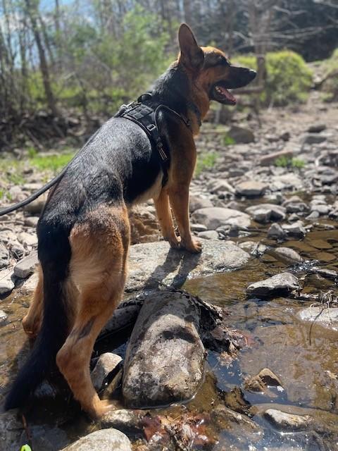 Enlarge Shep, a ADOPTABLE German Shepherd Dog in Augusta, WV image 2/6