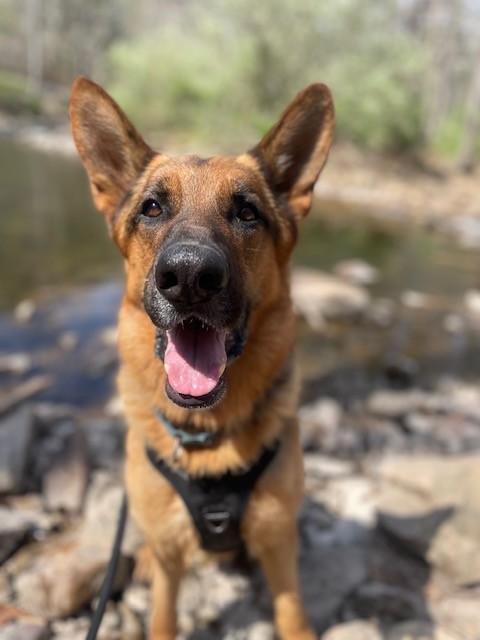 Shep, ADOPTABLE, Adult Male German Shepherd Dog.