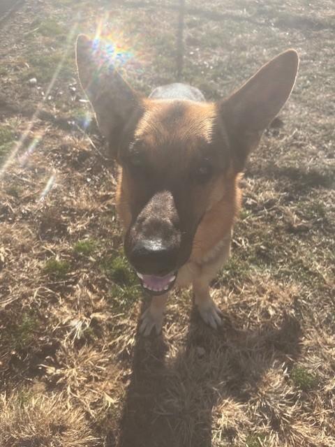 Shep, a ADOPTABLE German Shepherd Dog in Augusta, WV image 2/4