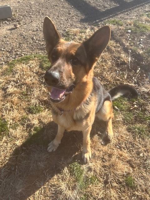Shep, a ADOPTABLE German Shepherd Dog in Augusta, WV image 1/4