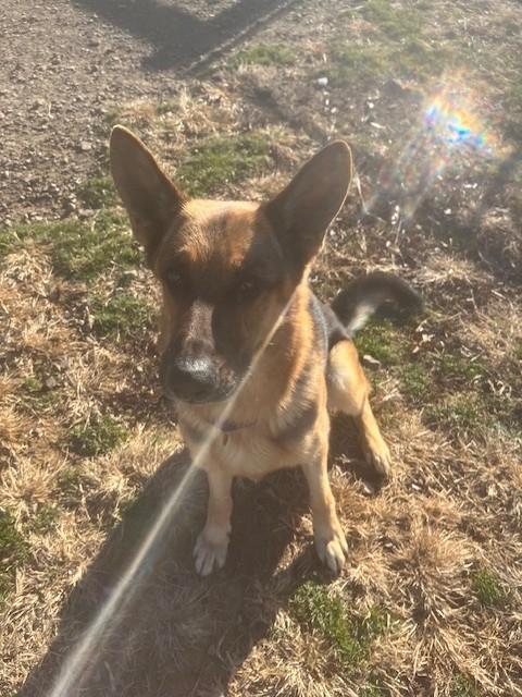 Shep, a ADOPTABLE German Shepherd Dog in Augusta, WV image 3/4