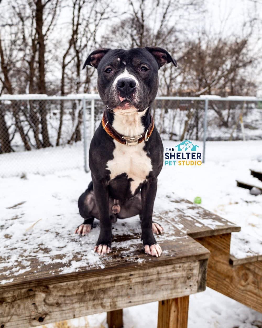 Nicholas AVAILABLE , a Adoptable American Staffordshire Terrier in Canton, OH image 3/5