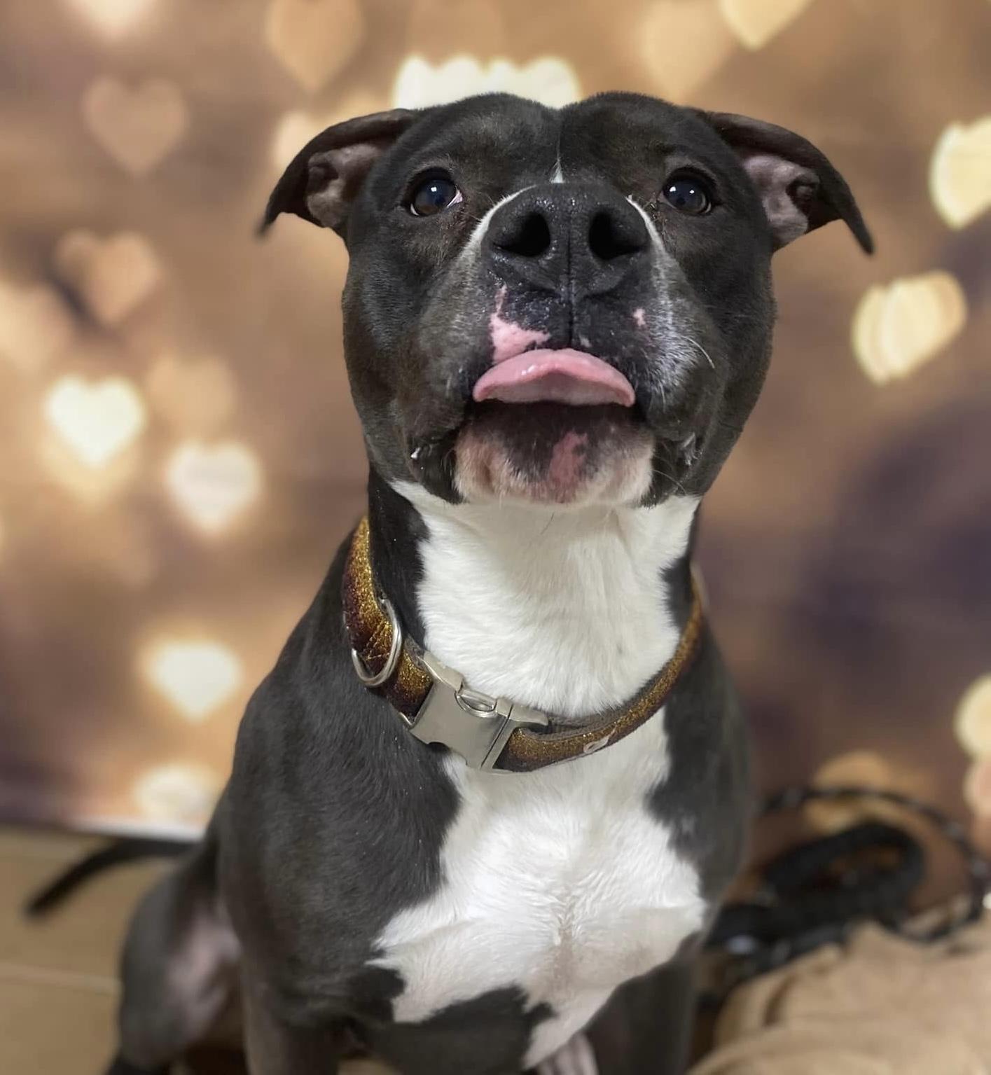 Nicholas AVAILABLE , a Adoptable American Staffordshire Terrier in Canton, OH image 2/5