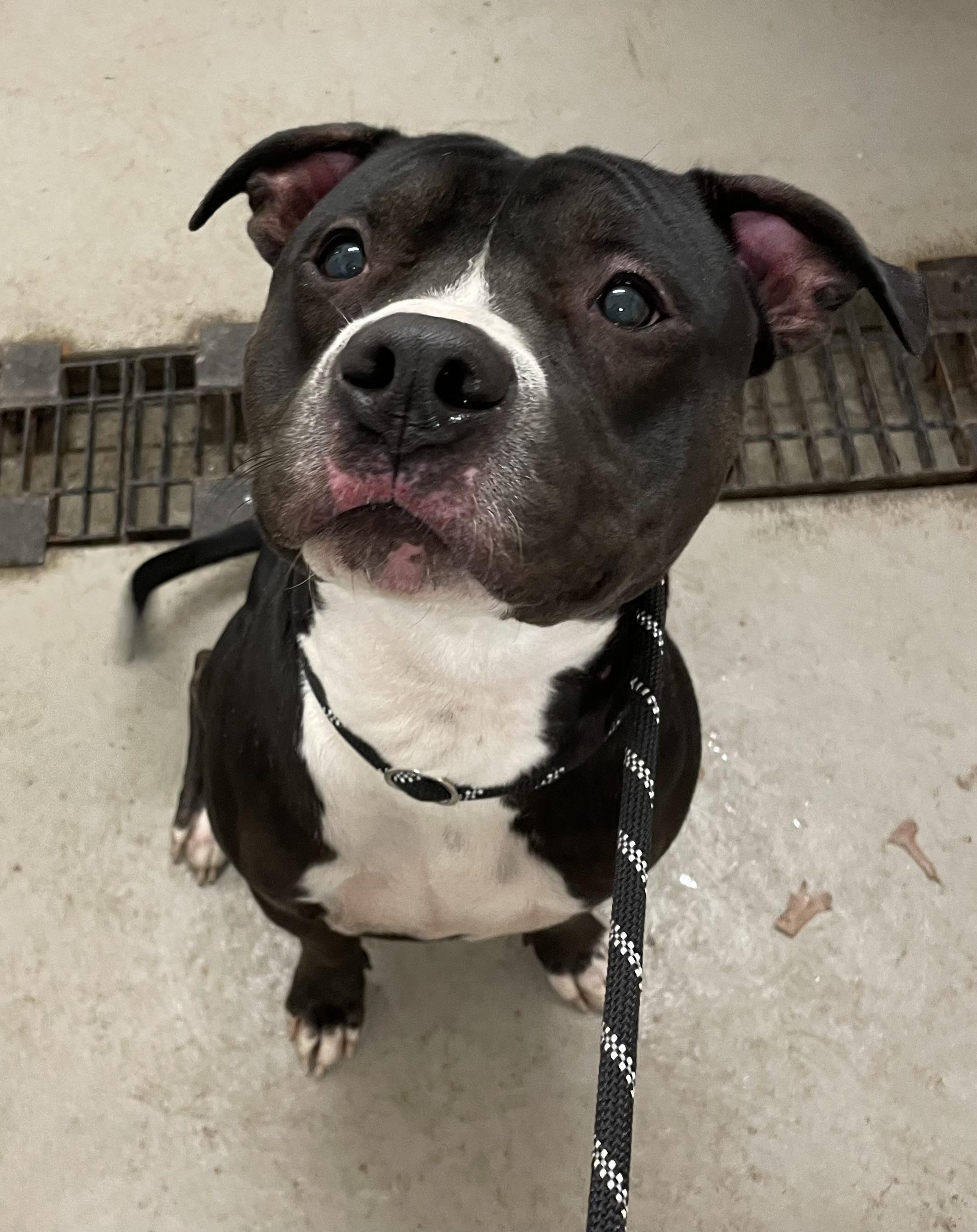 Nicholas AVAILABLE , a Adoptable American Staffordshire Terrier in Canton, OH image 4/5