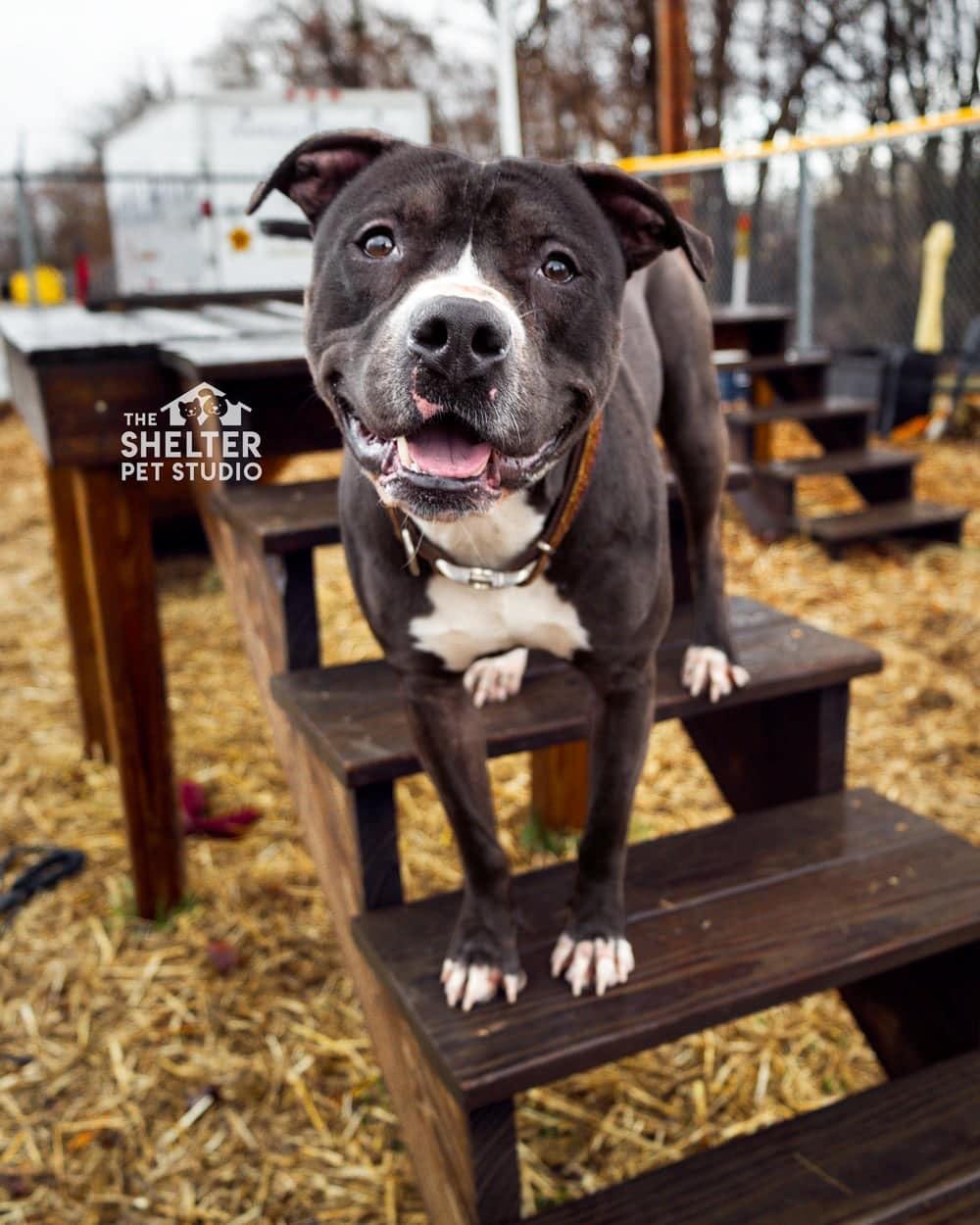 Nicholas AVAILABLE , a Adoptable American Staffordshire Terrier in Canton, OH image 1/5
