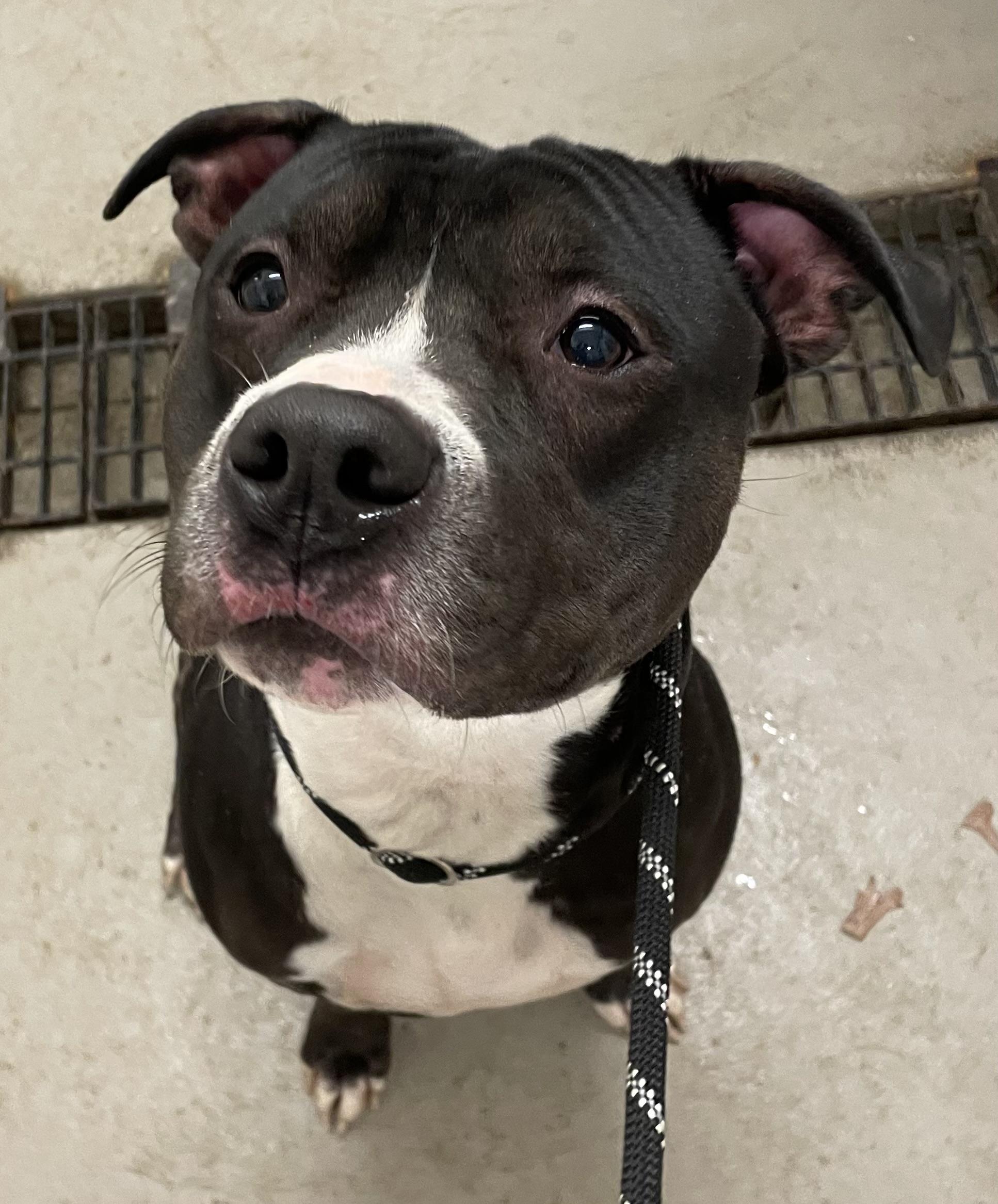 Nicholas AVAILABLE , a Adoptable American Staffordshire Terrier in Canton, OH image 5/5