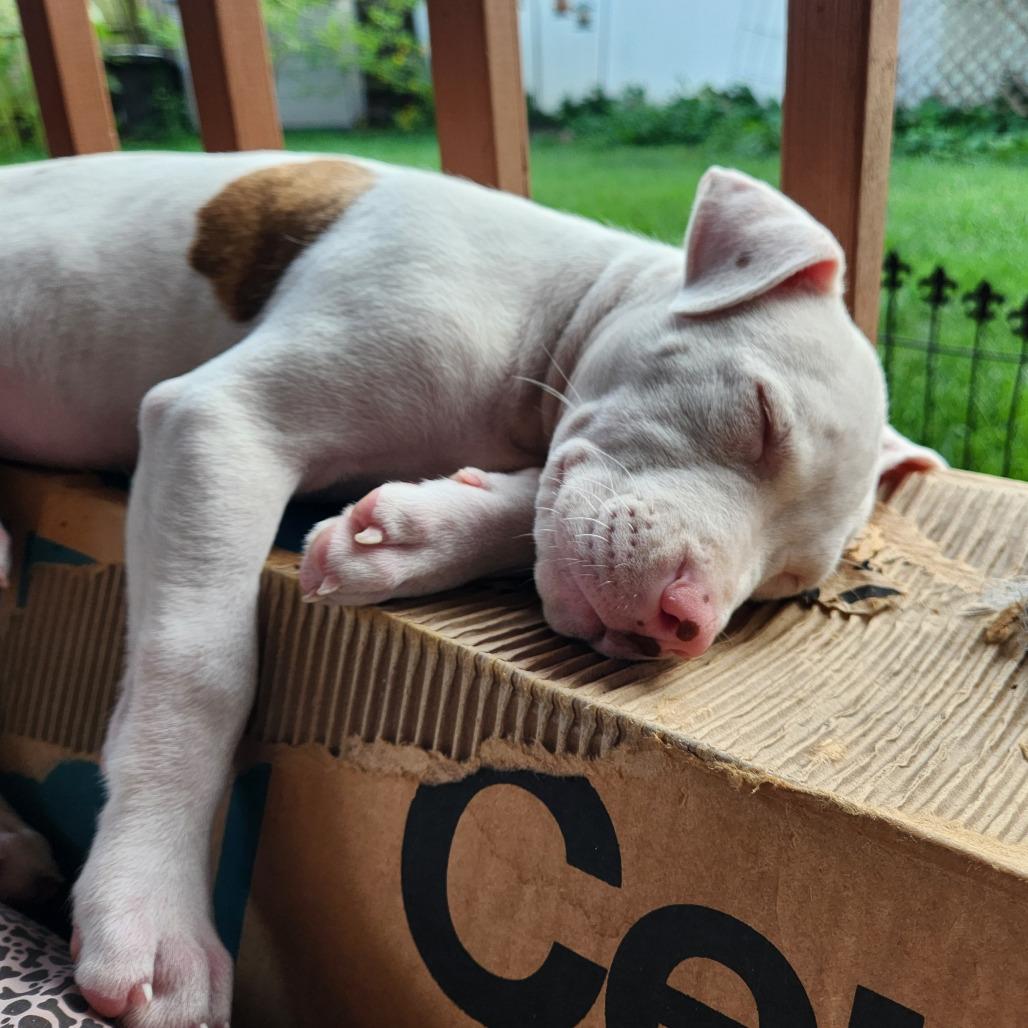 Cherie Currie, Adoptable, Puppy Female Pit Bull Terrier & Mixed Breed.