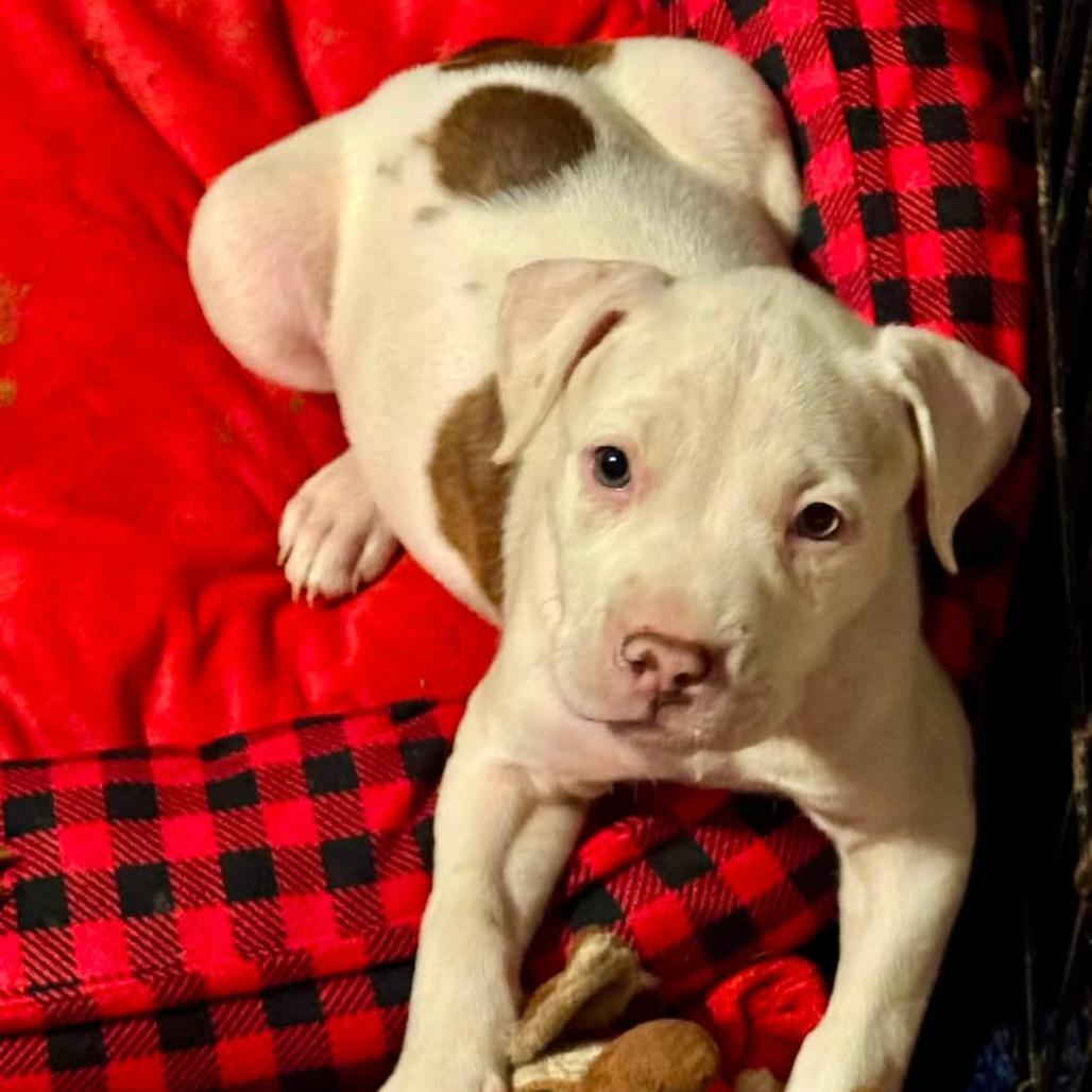 Cherie Currie, a Adoptable mixed breed in Joliet, IL image 3/4