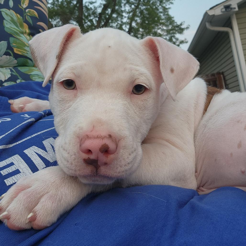 Cherie Currie, a Adoptable mixed breed in Joliet, IL image 4/4