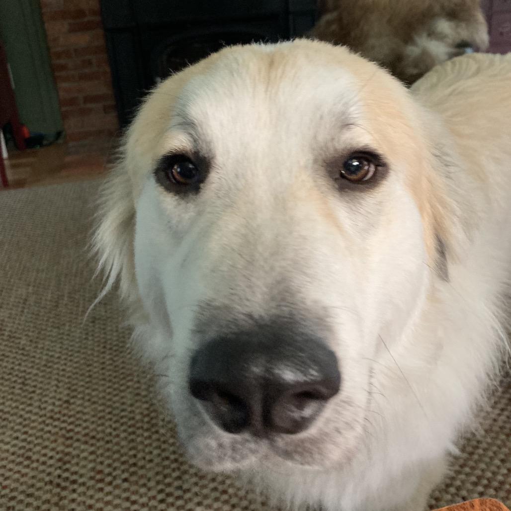 Badger, a Adoptable Great Pyrenees in Oxford, ME image 1/6