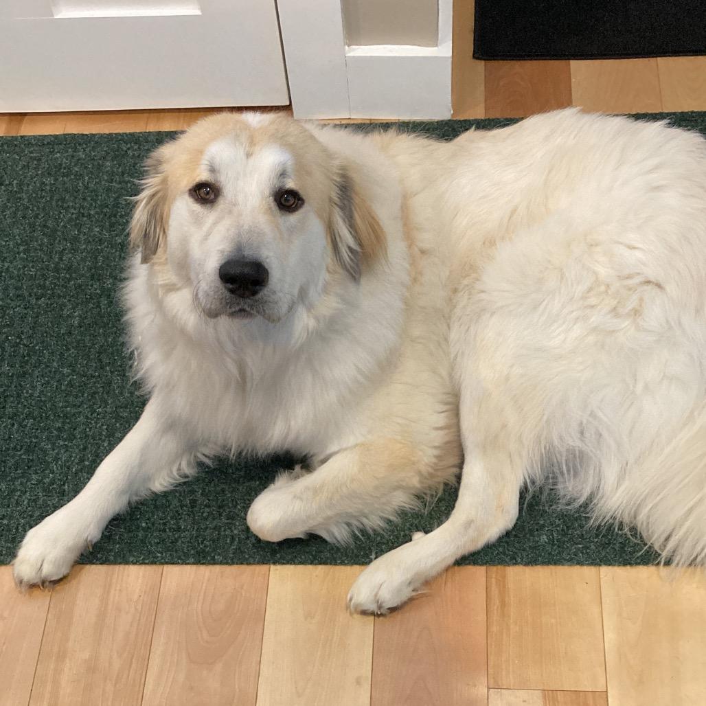 Badger, a Adoptable Great Pyrenees in Oxford, ME image 2/6