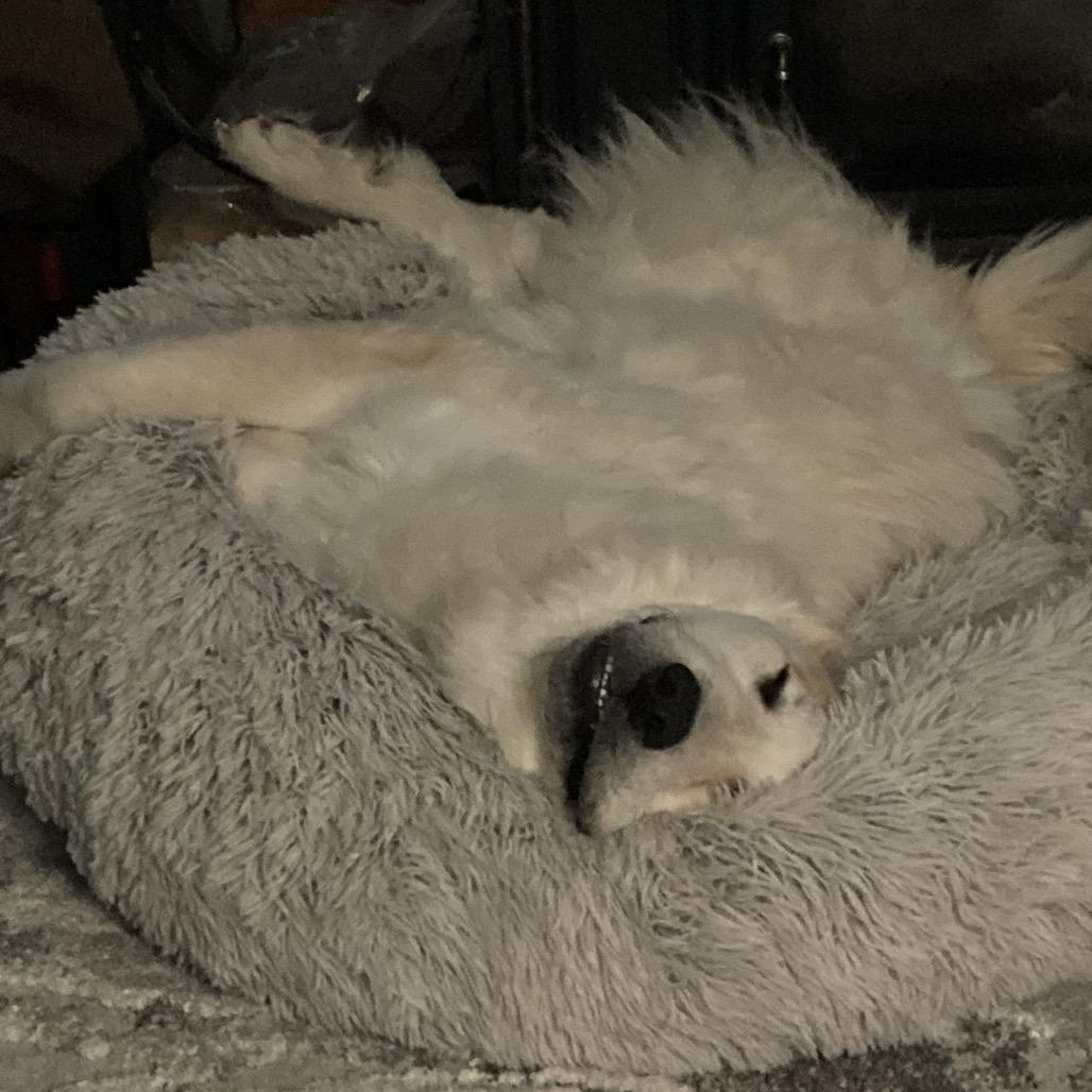 Badger, a Adoptable Great Pyrenees in Oxford, ME image 3/6
