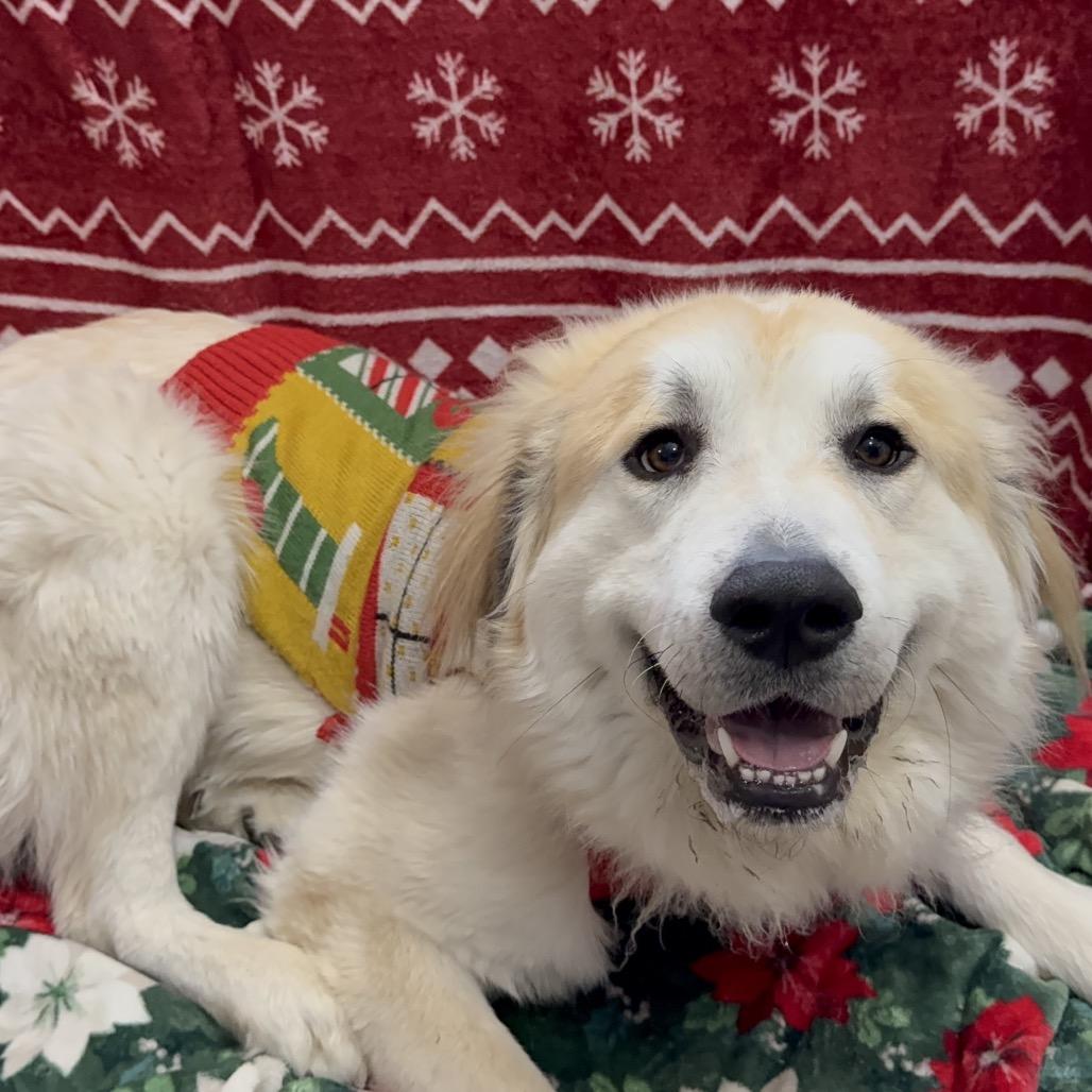 Enlarge Badger, a Adoptable Great Pyrenees in Oxford, ME image 3/6