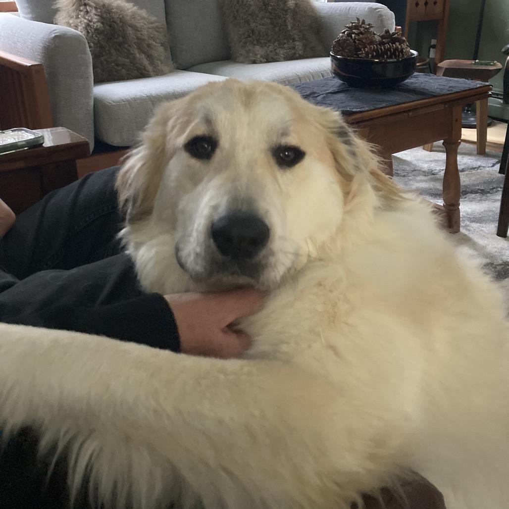 Badger, a Adoptable Great Pyrenees in Oxford, ME image 4/6