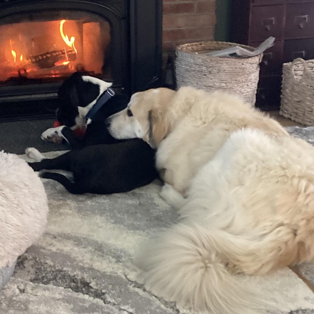 Badger, a Adoptable Great Pyrenees in Oxford, ME image 5/6