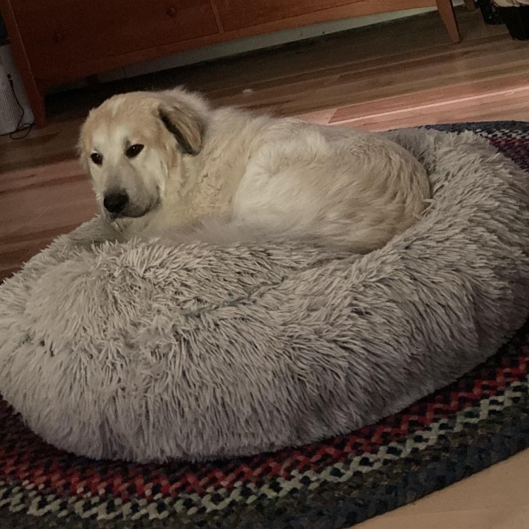 Badger, a Adoptable Great Pyrenees in Oxford, ME image 6/6