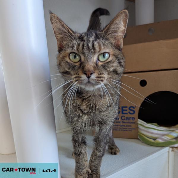 Amulet, Adoptable, Adult Female Domestic Short Hair.