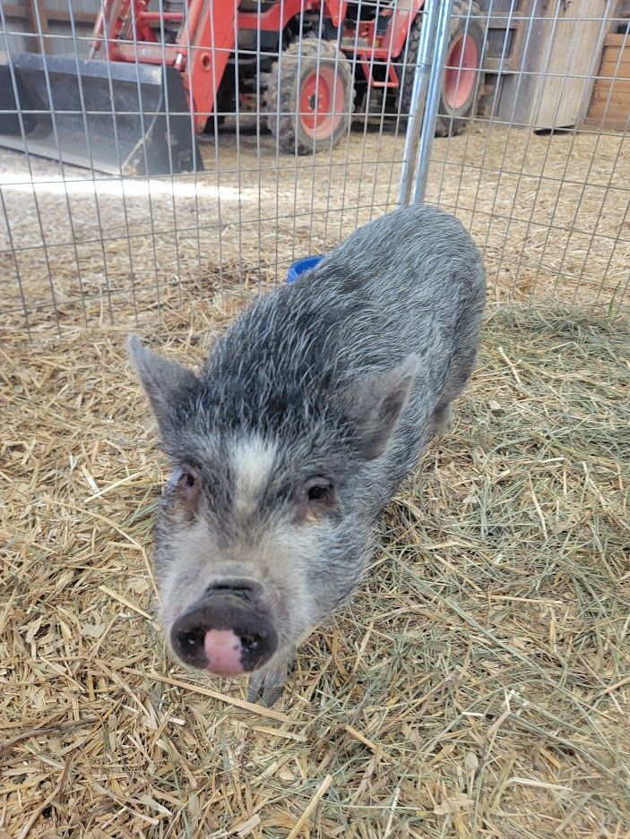 Miss Piggy, Adopted, Young Female Pig.