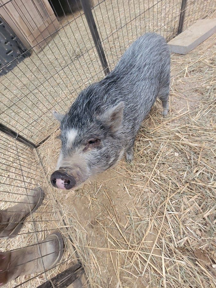 Miss Piggy, a Adopted Pig in Chrisney, IN image 2/8