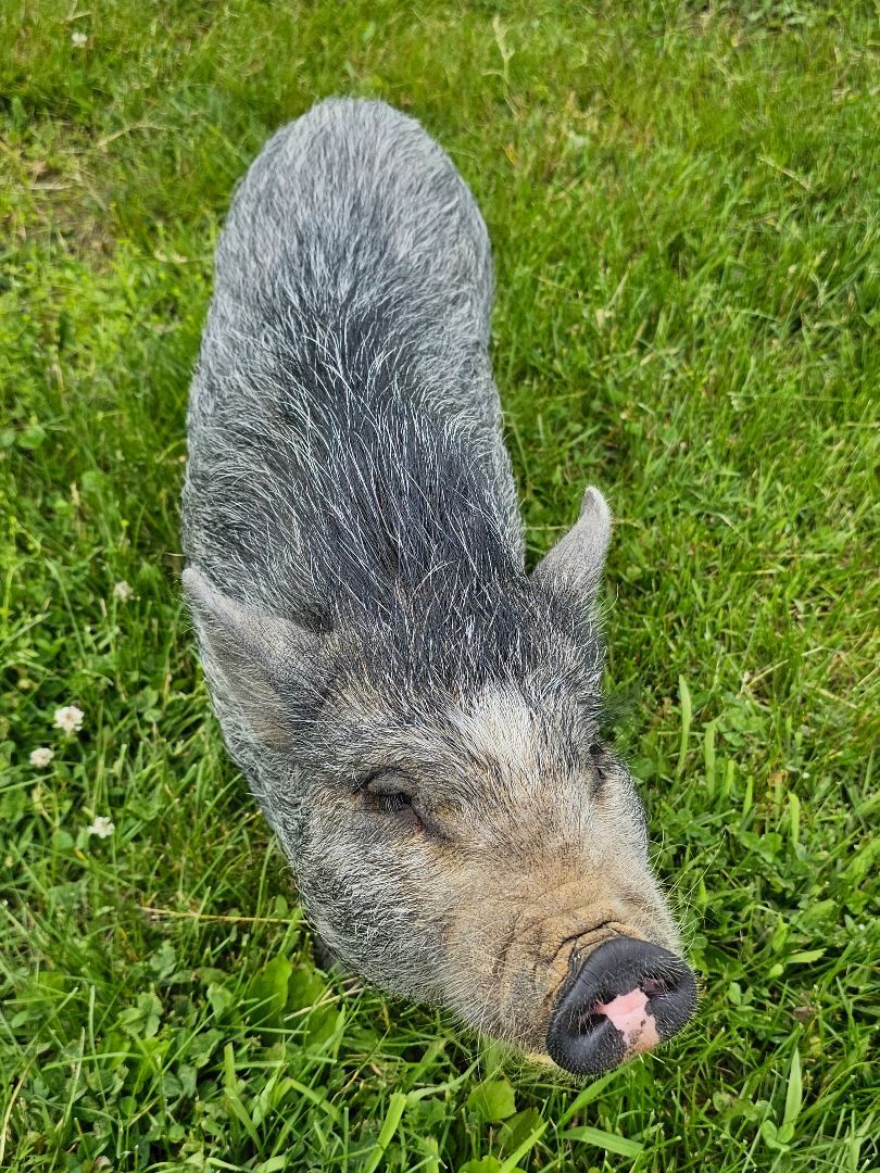 Miss Piggy, a Adopted Pig in Chrisney, IN image 4/8