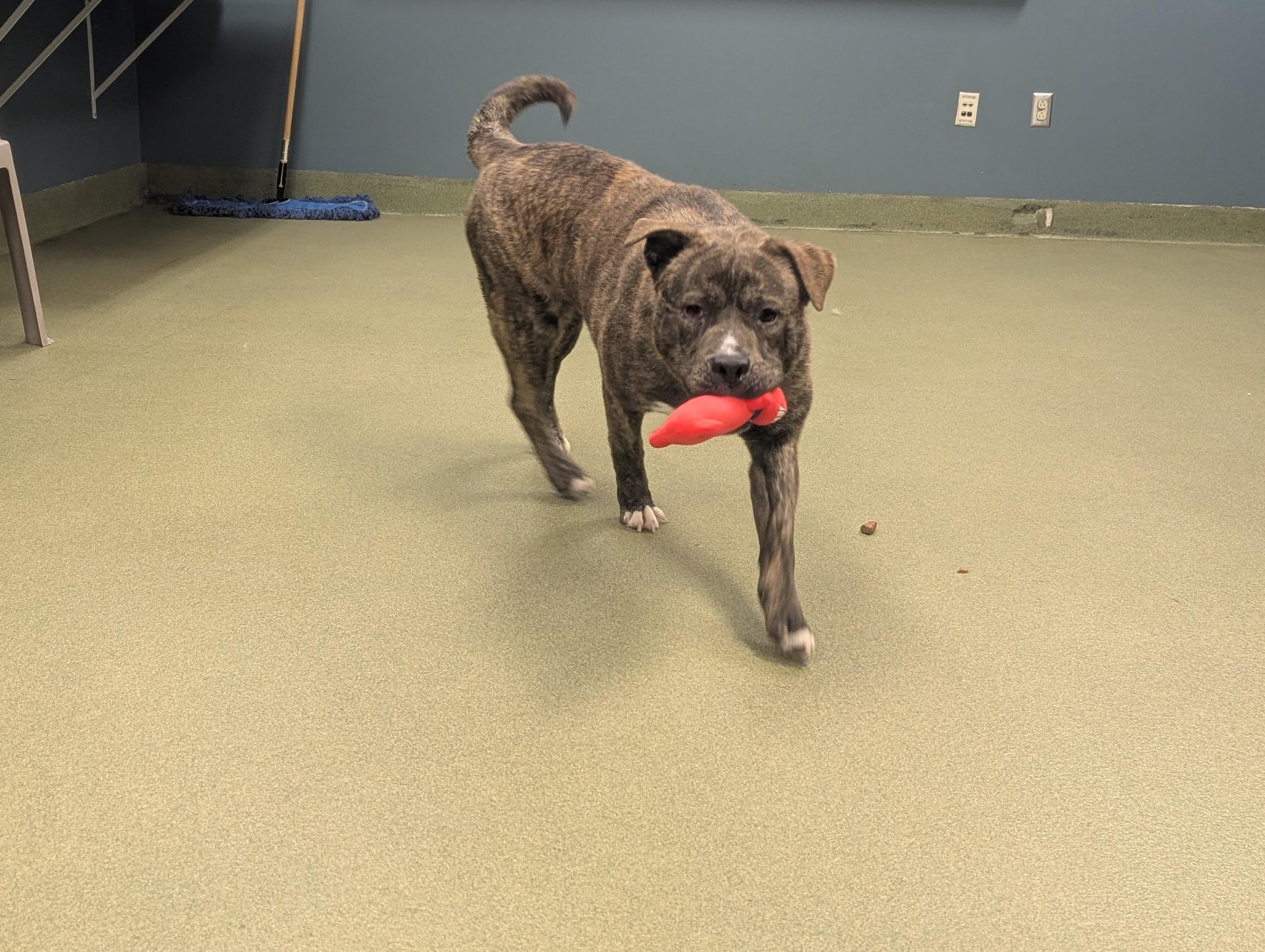 Adopt me! I'm a playful, happy boy!