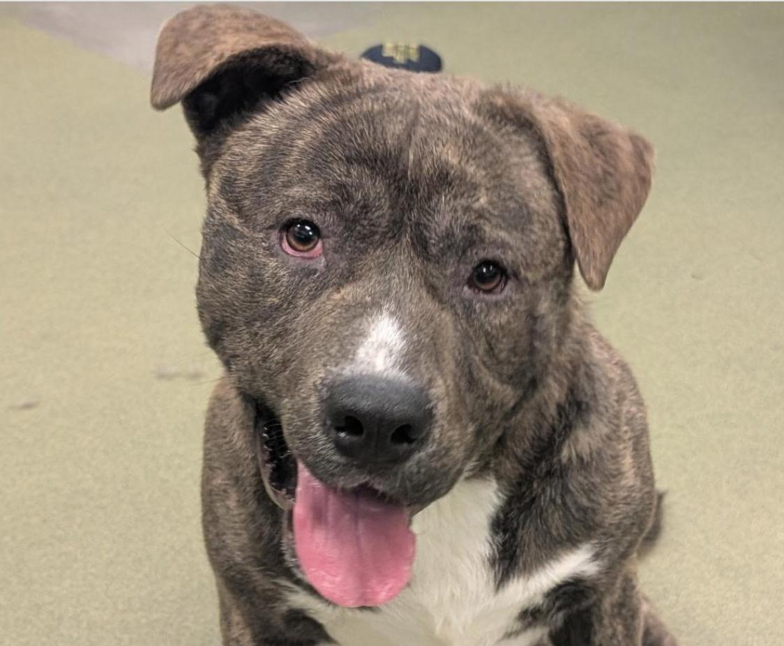 Adopt me! I'm a playful, happy boy!