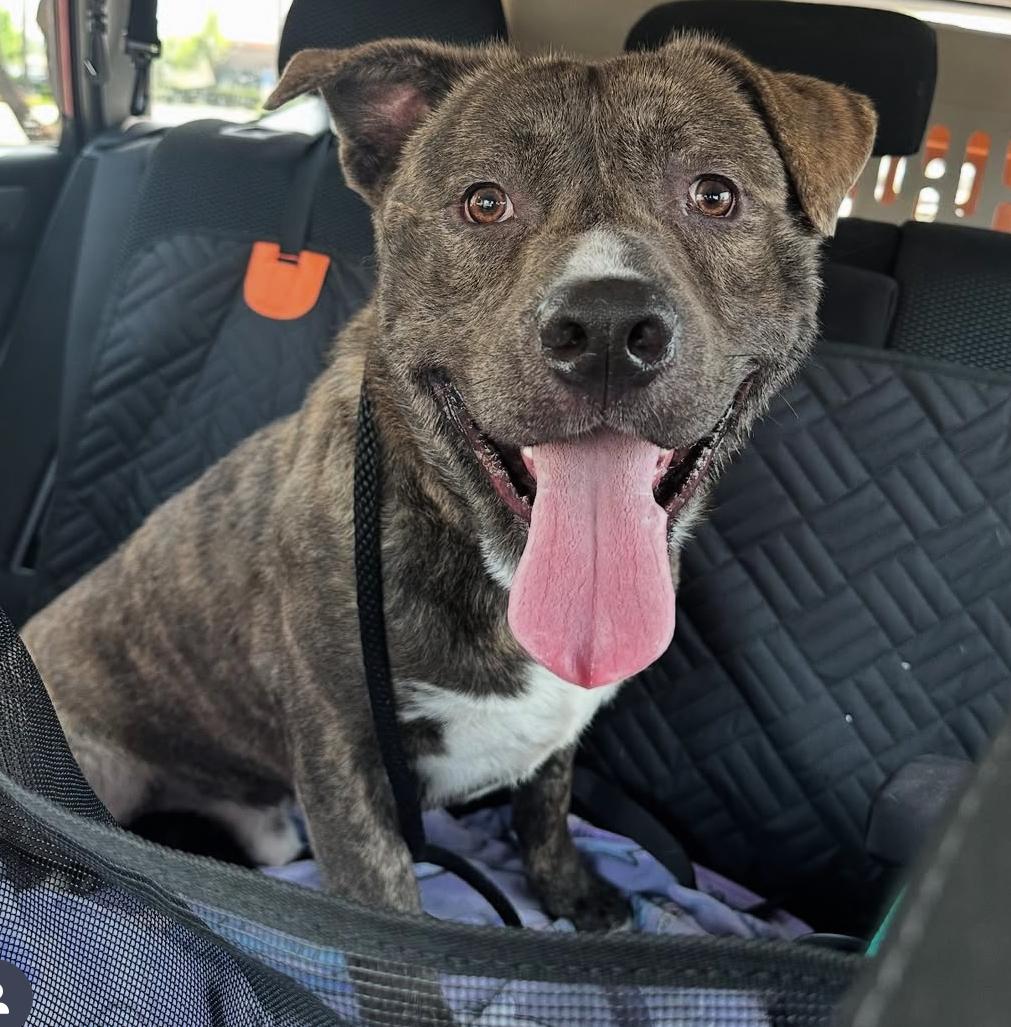 Adopt me! I'm a playful, happy boy!, a Adoptable Pit Bull Terrier in San Marcos, CA image 1/6