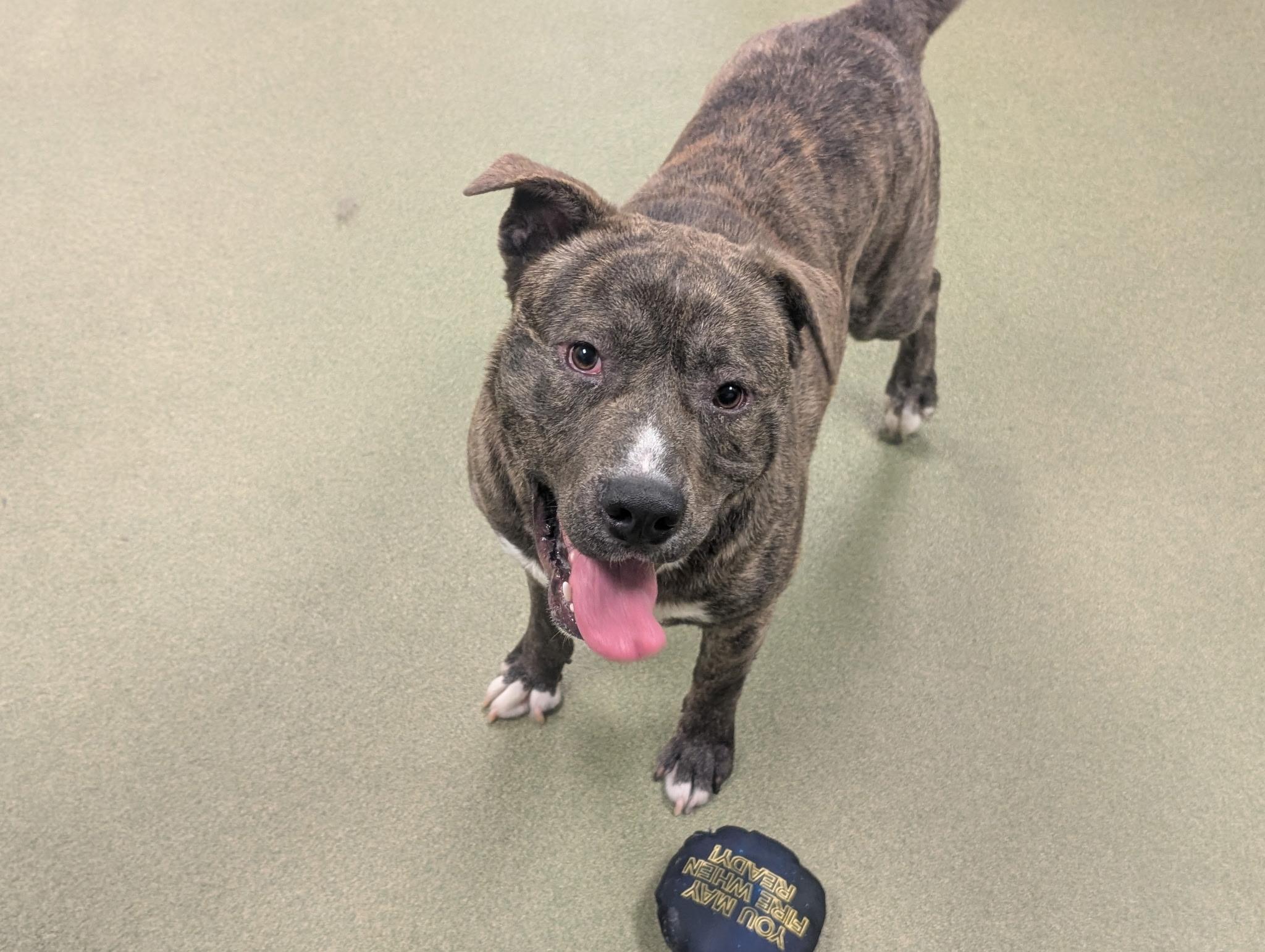 Adopt me! I'm a playful, happy boy!