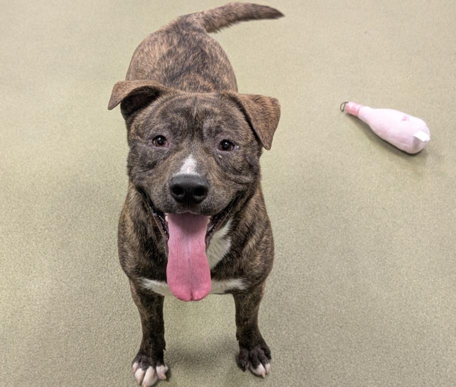 Adopt me! I'm a playful, happy boy!