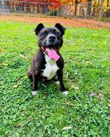 Enlarge Waffle, a Adoptable mixed breed in Skowhegan, ME image 1/1