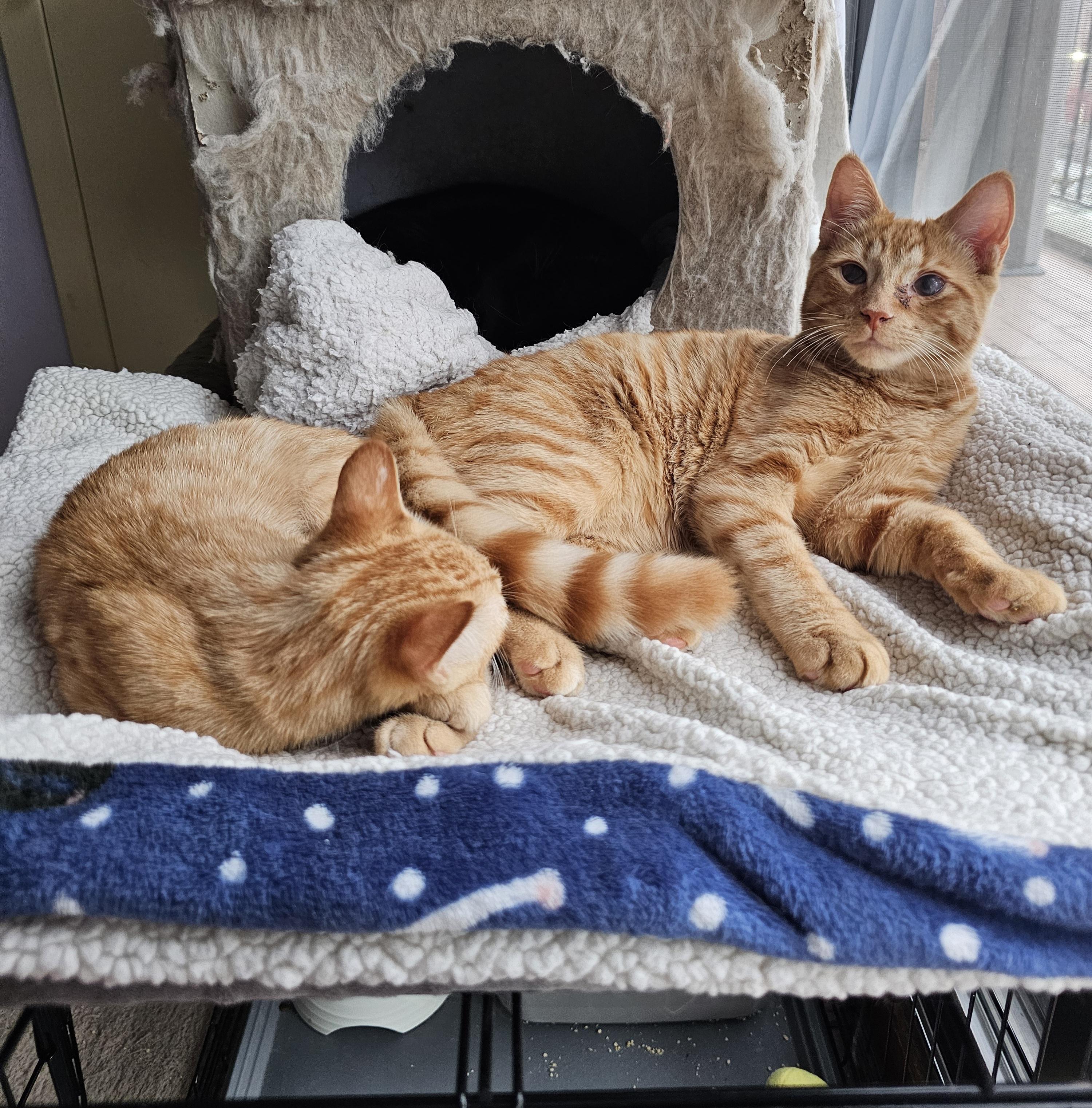 Enlarge Mango, an adoptable Domestic Short Hair in Ridgefield, CT image 5/6