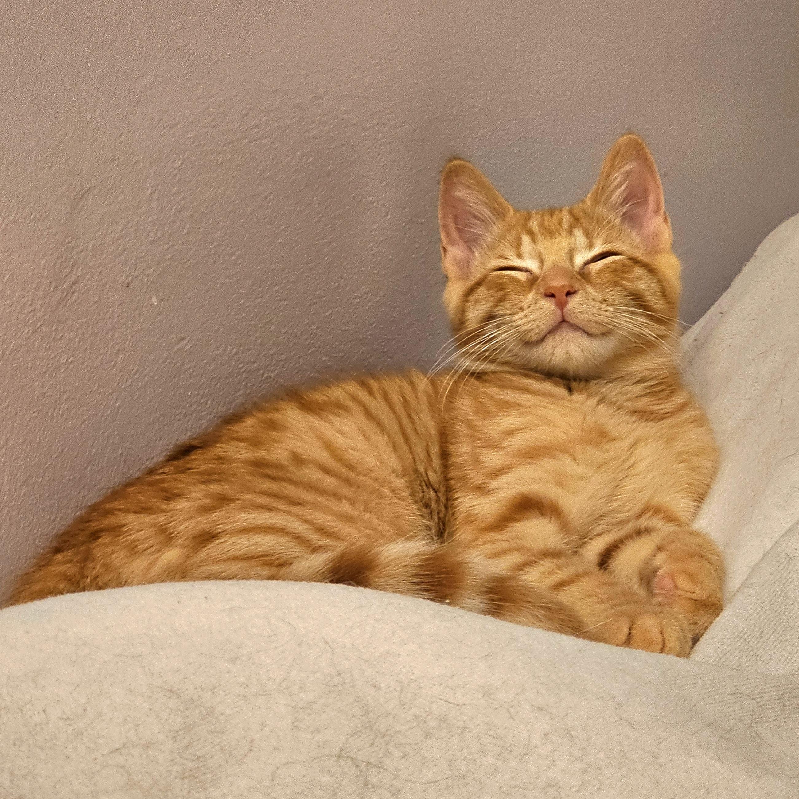 Enlarge Mango, an adoptable Domestic Short Hair in Ridgefield, CT image 2/6