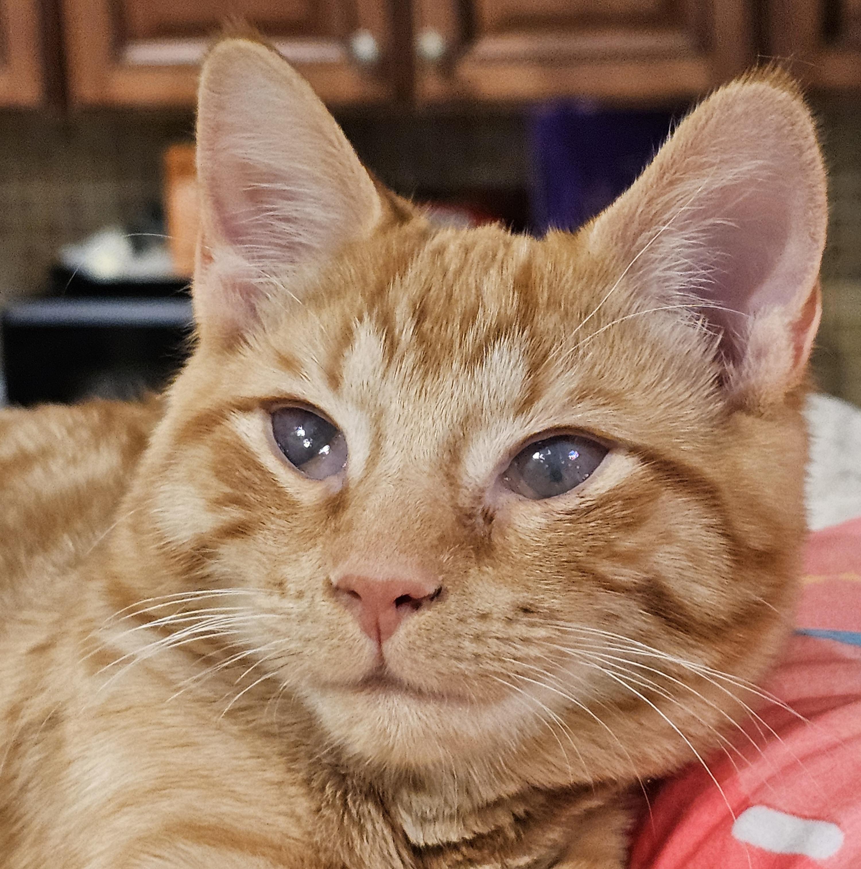 Enlarge Mango, an adoptable Domestic Short Hair in Ridgefield, CT image 1/6