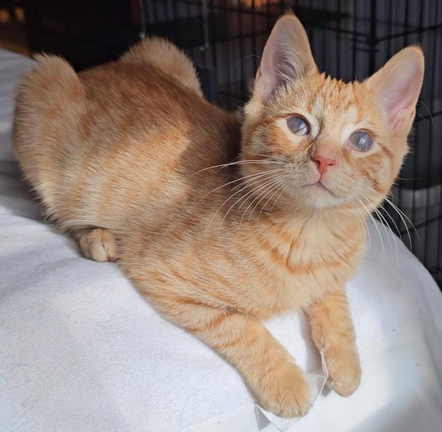 Enlarge Mango, an adoptable Domestic Short Hair in Ridgefield, CT image 4/6