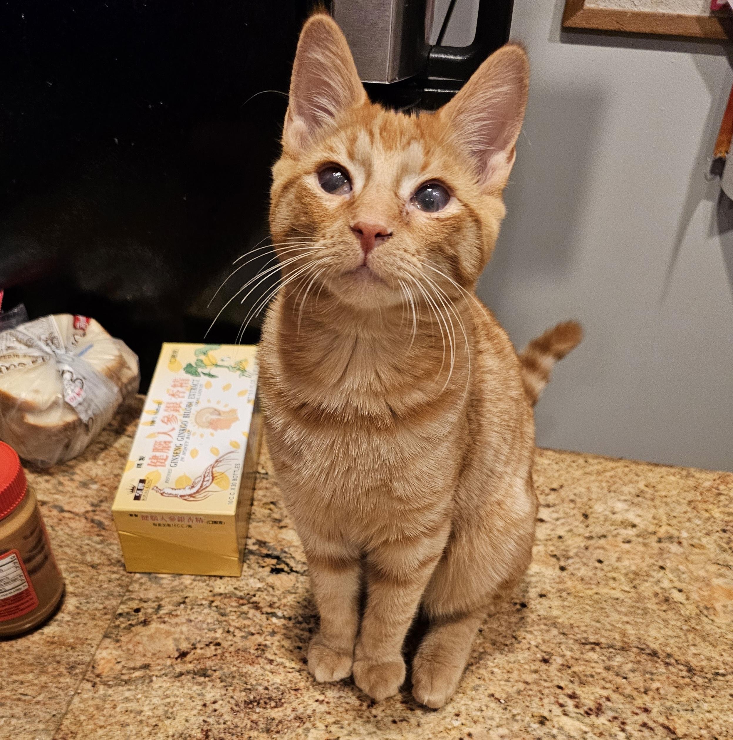 Enlarge Mango, an adoptable Domestic Short Hair in Ridgefield, CT image 3/6