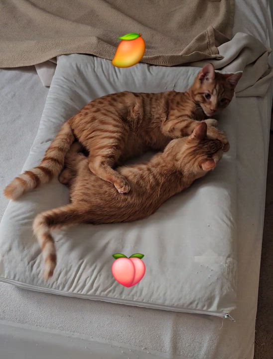 Enlarge Mango, an adoptable Domestic Short Hair in Ridgefield, CT video 6/6