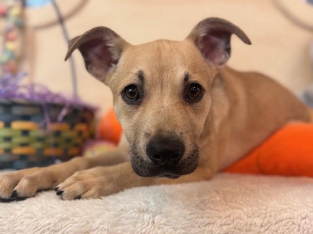 Enlarge AMBER, a Adoptable Pit Bull Terrier in Fairfield, CA image 1/1