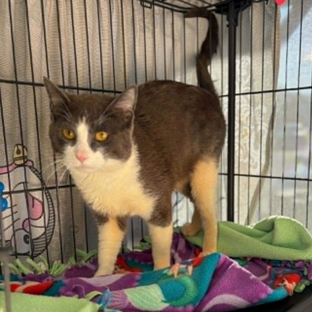 Brad Pitt - Costa Mesa Location, Adoptable, Young Male Domestic Short Hair.