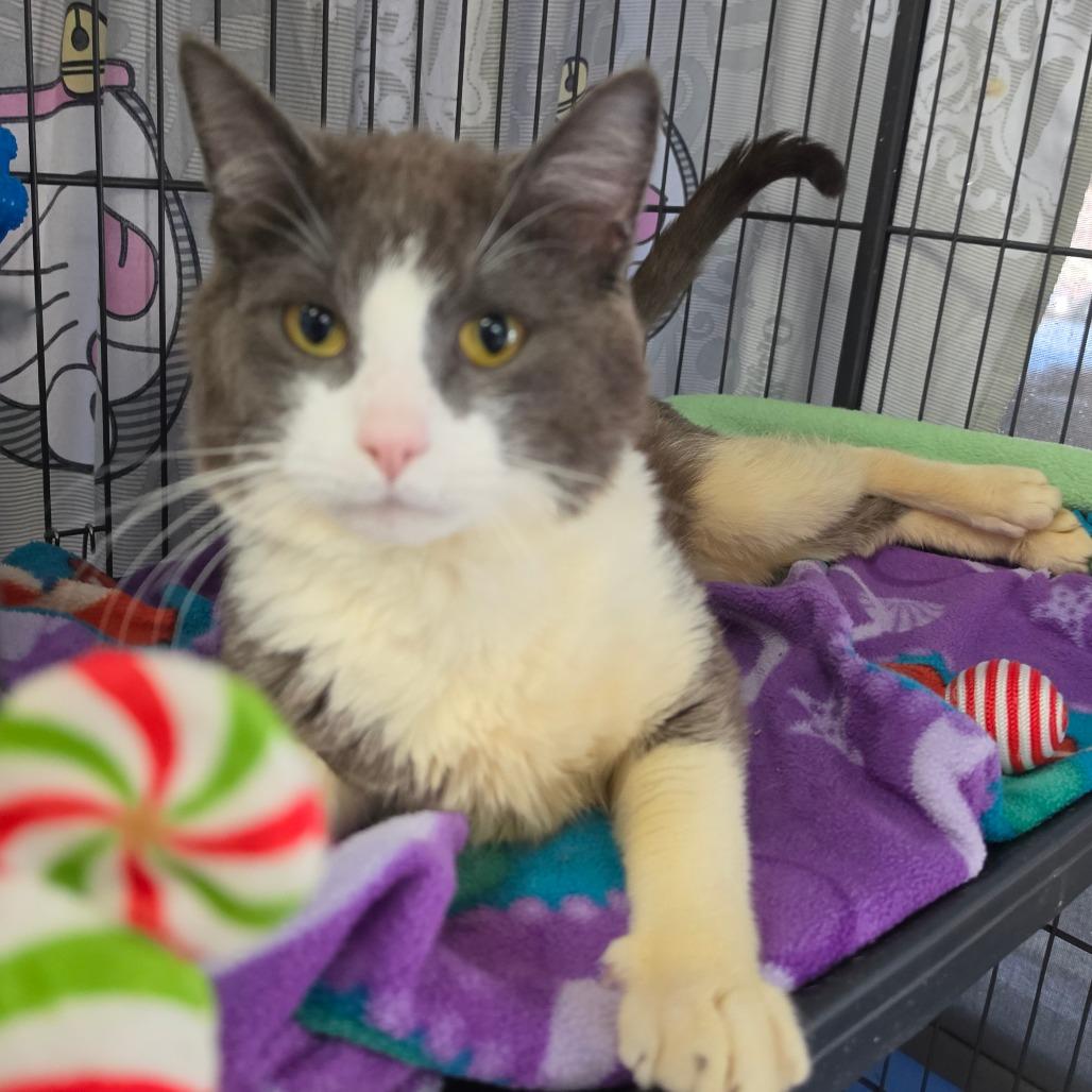 Brad Pitt - Costa Mesa Location, a Adoptable Domestic Short Hair in Chino Hills, CA image 2/6