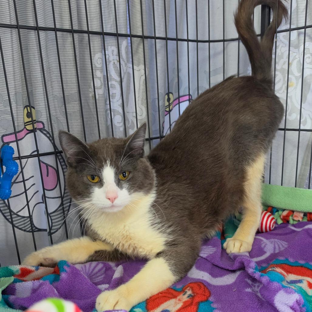 Brad Pitt - Costa Mesa Location, a Adoptable Domestic Short Hair in Chino Hills, CA image 3/6
