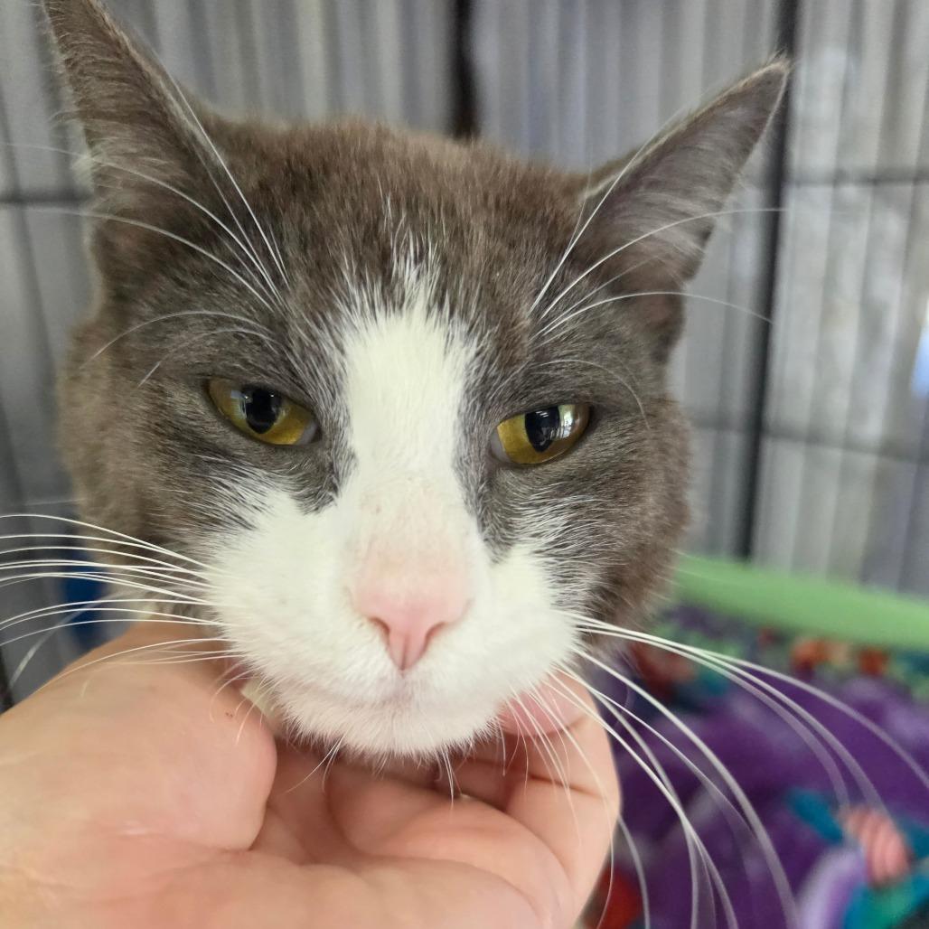 Brad Pitt - Costa Mesa Location, a Adoptable Domestic Short Hair in Chino Hills, CA image 4/6